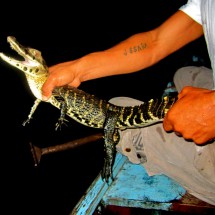 Baby crocodile in the night caught by an indigenous boy
